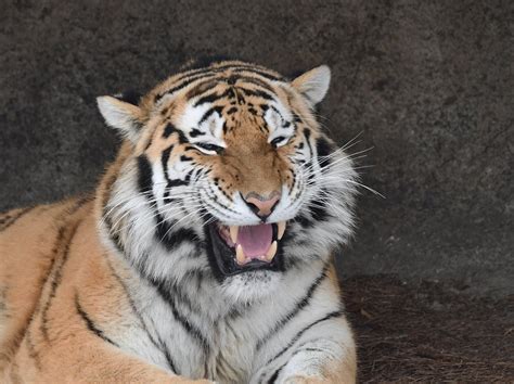  The Legend of the Laughing Tiger: A Tale Exploring Fear, Freedom, and Forgiveness!